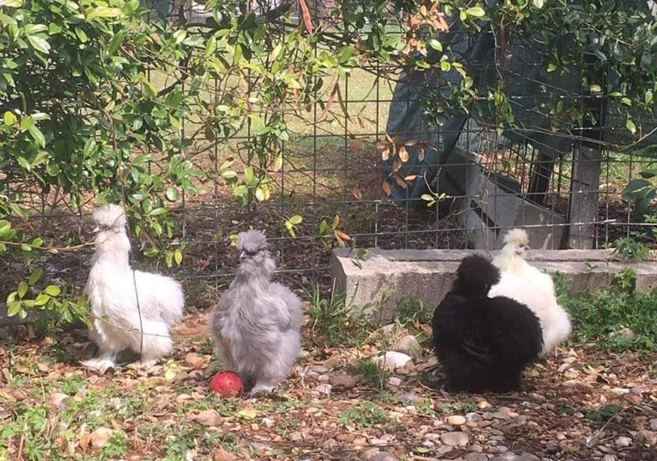 Agriturismo Il Podere Vedelago Con San Bernardo, Alpaca E Una Pentola Di Cose Da Scoprire Extérieur photo