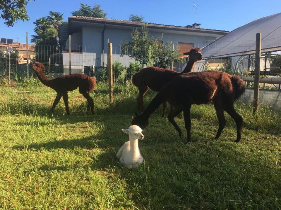 Agriturismo Il Podere Vedelago Con San Bernardo, Alpaca E Una Pentola Di Cose Da Scoprire Extérieur photo