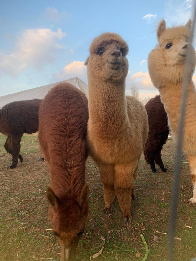Agriturismo Il Podere Vedelago Con San Bernardo, Alpaca E Una Pentola Di Cose Da Scoprire Extérieur photo
