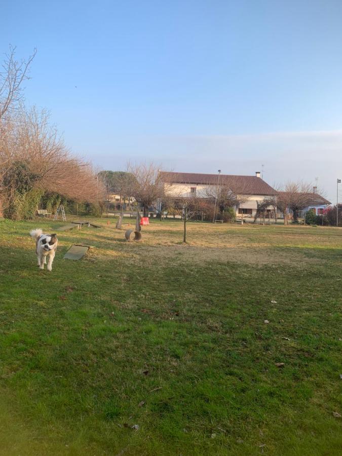 Agriturismo Il Podere Vedelago Con San Bernardo, Alpaca E Una Pentola Di Cose Da Scoprire Extérieur photo