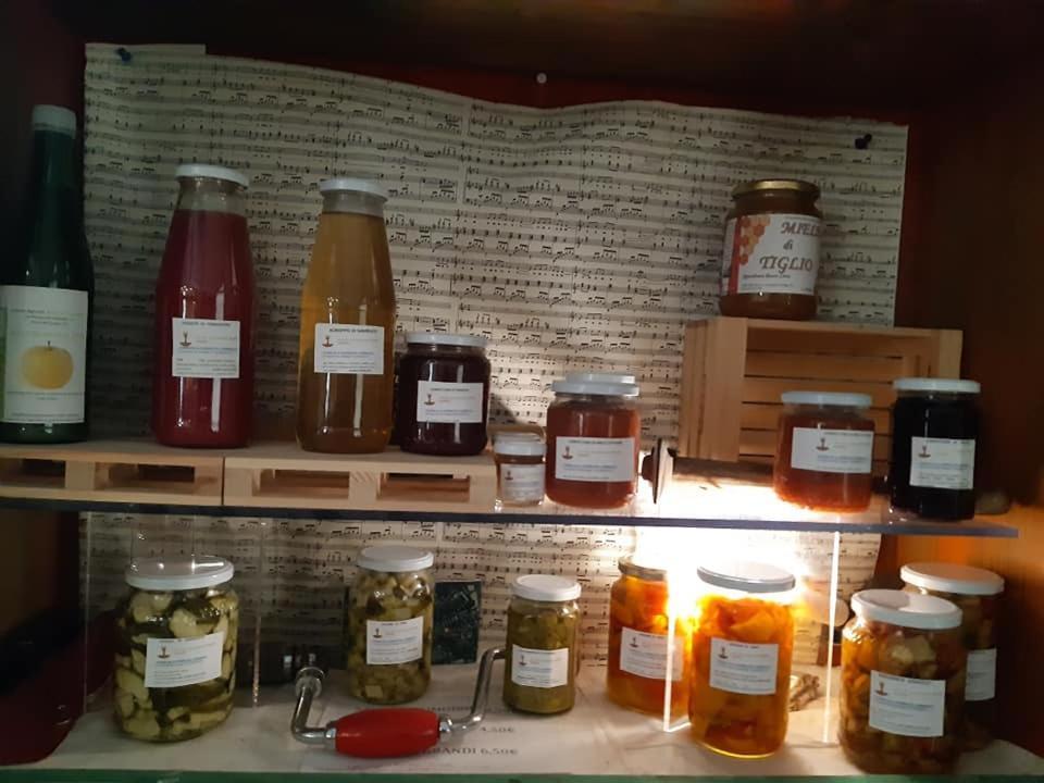 Agriturismo Il Podere Vedelago Con San Bernardo, Alpaca E Una Pentola Di Cose Da Scoprire Extérieur photo
