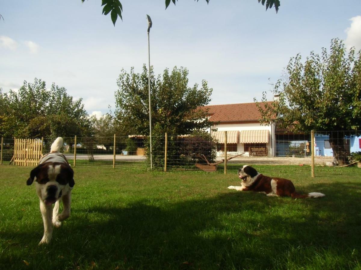 Agriturismo Il Podere Vedelago Con San Bernardo, Alpaca E Una Pentola Di Cose Da Scoprire Extérieur photo